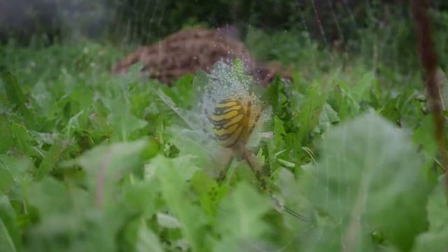 September autumn,  Nikon D5300 смотреть онлайн