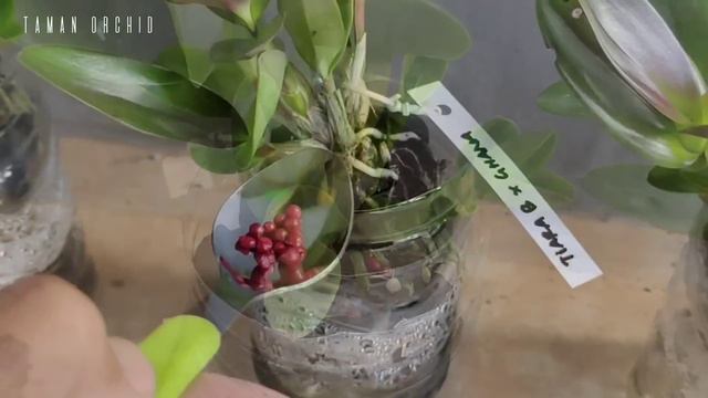 GUNAKAN PUPUK INI ANGGREK JADI LEBIH SEHAT DAN GEMUK. смотреть онлайн