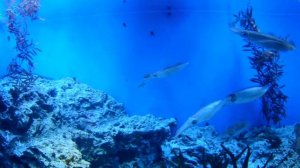 Токио Аквариум кальмар 4K