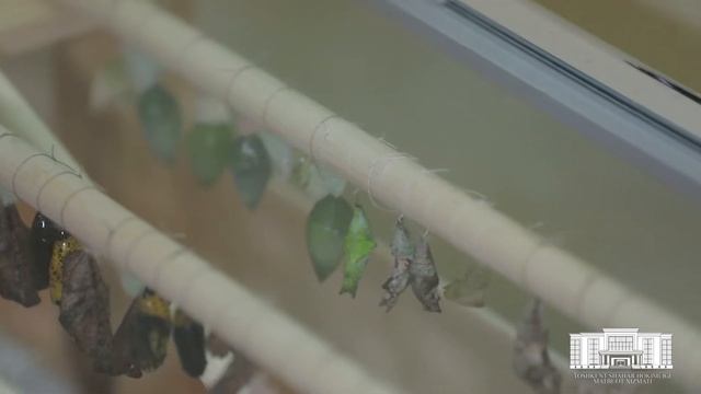 Выставка тропических бабочек смотреть онлайн