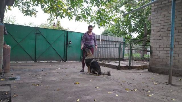 дрессировка 5-тимесячного щенка кавказской овчарки смотреть онлайн