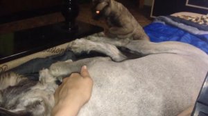 Шнауцер пинает сфинкса