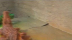 Производство садовых фигур. Красим крокодилов:)