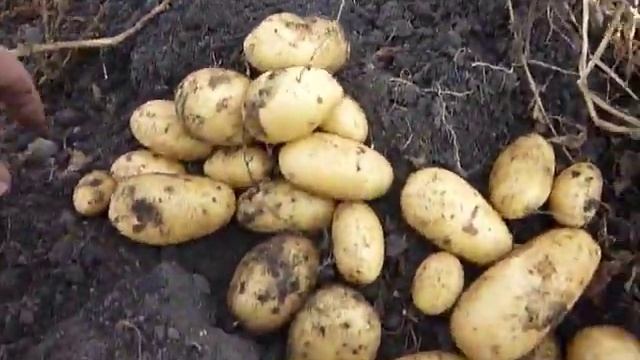 картофель Королева Анна. 2017 засушливый год. смотреть онлайн