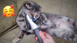 Чистый КАЙФ для КОТИКОВ за копейки😻 Массажная ЩЕТКА для КОТОВ - лучшая НАХОДКА с Wildberries👍