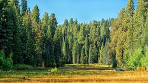 Рейтинг стран по площади лесов