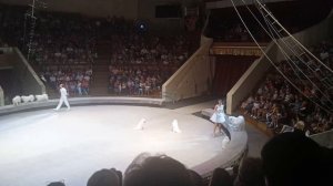 Шпицы выступают в цирке.  Spitz perform in the circus.