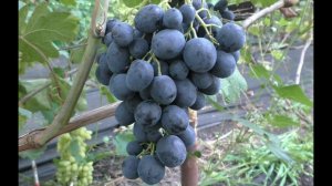 Виноград 2022. Монако