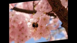 За полчаса до весны