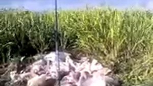 Как ловить карася. Рыбалка (Дмитровский район, МО. Станция Морозки. село Батюшково. Озеро)