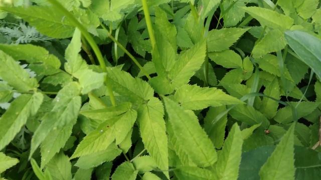 Сныть смотреть онлайн