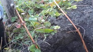 посадка винограда длинным черенком