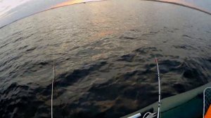 Чардым  12 октября. 2020 г. Рыбалка в Саратовской области.