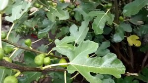 Результат ПРИЩИПКИ инжира. Осенние плоды начали созревать.