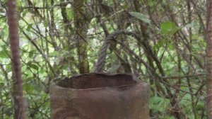 Гнездо синицы, в самом необычном месте.