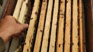 Как подготовить правильно пчёл перед зимой чтобы матка работала осенью✅☝️?