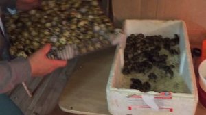 Проблемы инкубации перепелов. Отключили электричество. МОИ перепела