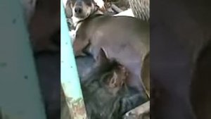 Котёнок сосёт сиську у собаки .