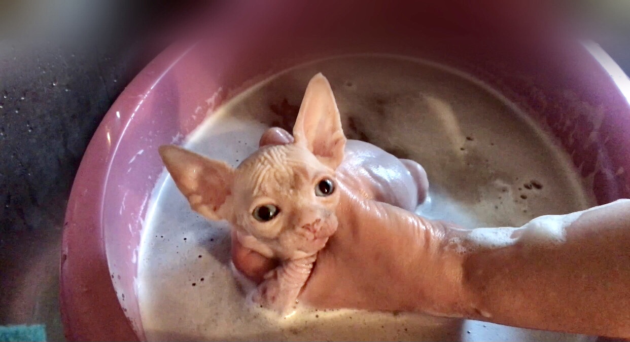 Купаю?самого маленького и обаятельного котёнка Сфинкса?Малыш❤️купается первый раз!
