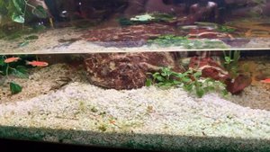 Аквариум с растениями. Красивый аквариум