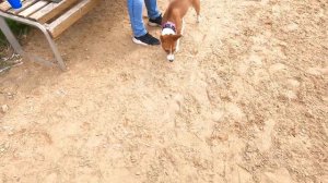 БАСЕНДЖИ СМАРТ ОТРЫВАЕТСЯ НА СОБАЧЬЕЙ ПЛОЩАДКЕ