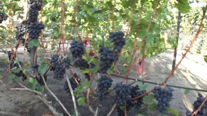 Виноград Велика.