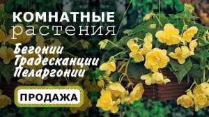 Красивые комнатные растения: бегонии, пеларгонии, традесканции, цитрусовые и др. Продажа с доставкой