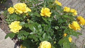 Розы ?????к Muttertag у меня в саду... Все сегодня дарят мне цветы...даже вселенная)