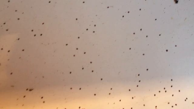 Термообработка пчёл в июле . Такой результат смотреть онлайн