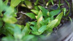 Аквариумные растения в тепличках