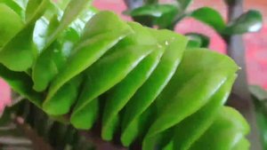 Замиакулькас Зензи - после пересадки дал новые ростики!