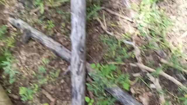 Finding Myxomycetes or Slime Mold in the Jemez смотреть онлайн