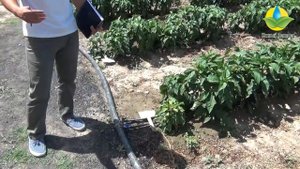 Аминокислотные удобрения Энрайвелл, Велламин, Алгавелл при выращивании томата, перца, баклажана