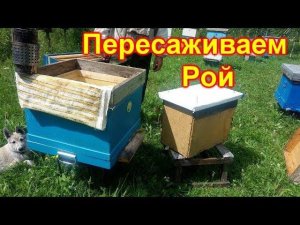 Пересаживаем рой из леса. Обстановка на пасеке