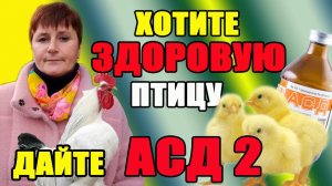 Как помочь курам в холодное время.