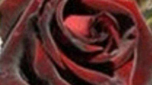 я люблю розы смотреть онлайн