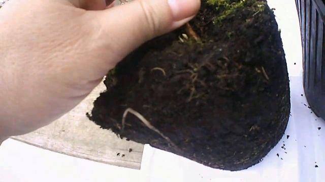 ОТПРАВЛЯЮ МАЛИНУ ФАЛЛГОЛД смотреть онлайн