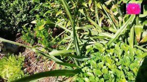 САМШИТ. НАЧИНАЮЩИМ. СЕКРЕТ ВЫРАЩИВАНИЯ