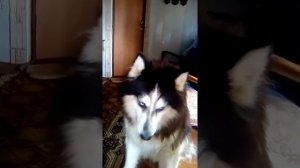 Кто насрал в моей комнате