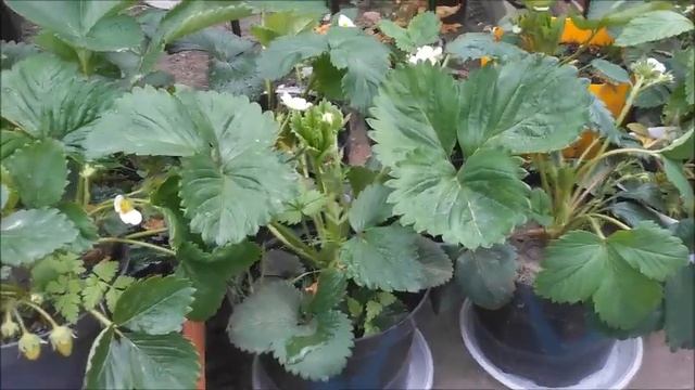 Клубника. Подкормка клубники золой.