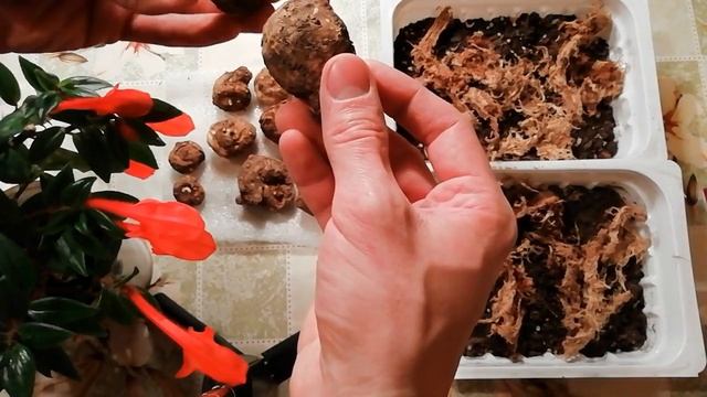 КАЛЛА. Проращивание каллы.  Подготовка каллы к цветению