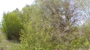 Лучшие места для ловушек на пчёл!!! Где и как, я поставил ловушки на рои. Роеловство 2019!