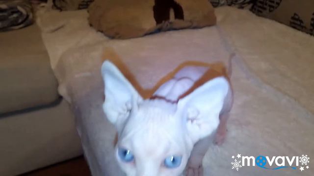 Cattery Chalikson. Сфинкс. Голубоглазый малыш Марсик)