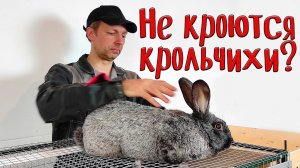 Не кроются крольчихи? Вам сюда.