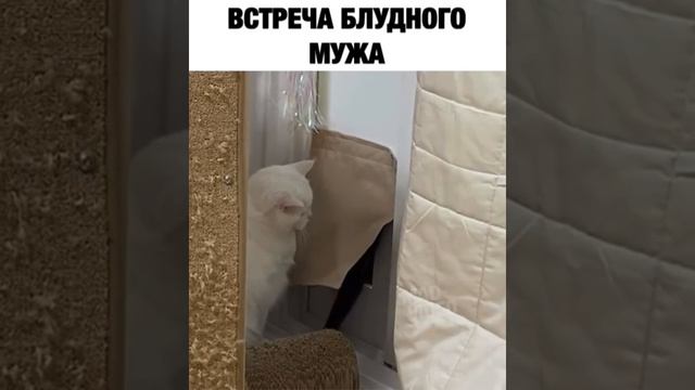 Встреча блудного мужа