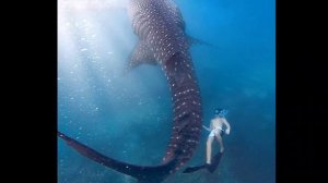 САМЫЕ БОЛЬШИЕ АКУЛЫ В МИРЕ | Top sharks ?