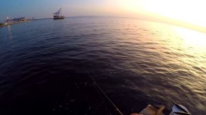 Ajing morning. Ловля ставриды спиннингом с берега.