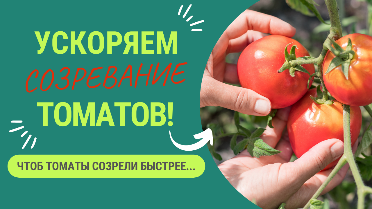 КАК УСКОРИТЬ СОЗРЕВАНИЕ ТОМАТОВ?