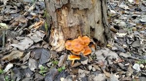 Зимние опята, фламмулина бархотистоножковая, энокитаке. Это всё - название одного гриба!