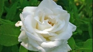 Олег Кваша я закрываю глаза